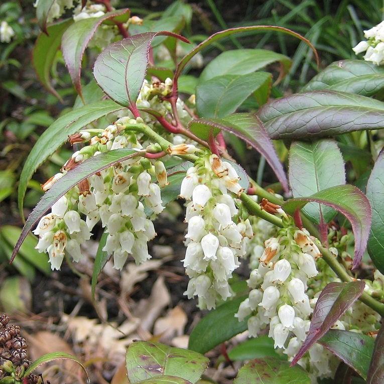 Leucothoe fontanesiana Zeblid syn. Leuthothoe Scarletta ; Leuthocoe walteri Zeblid in the GardenTags plant encyclopedia Dog-hobble Zeblid in the GardenTags plant encyclopedia