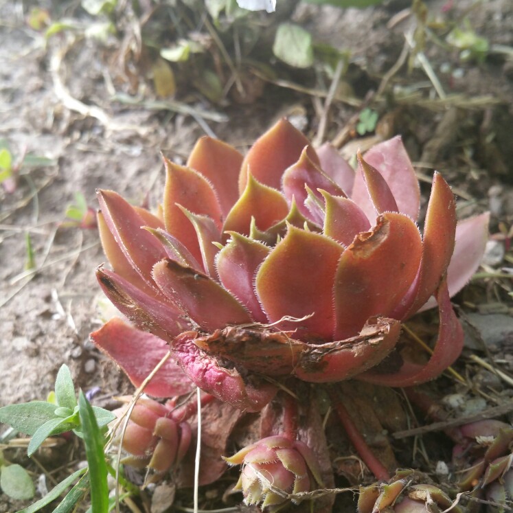 Sempervivum Flamingo in the GardenTags plant encyclopedia Sempervivum Flamingo in the GardenTags plant encyclopedia
