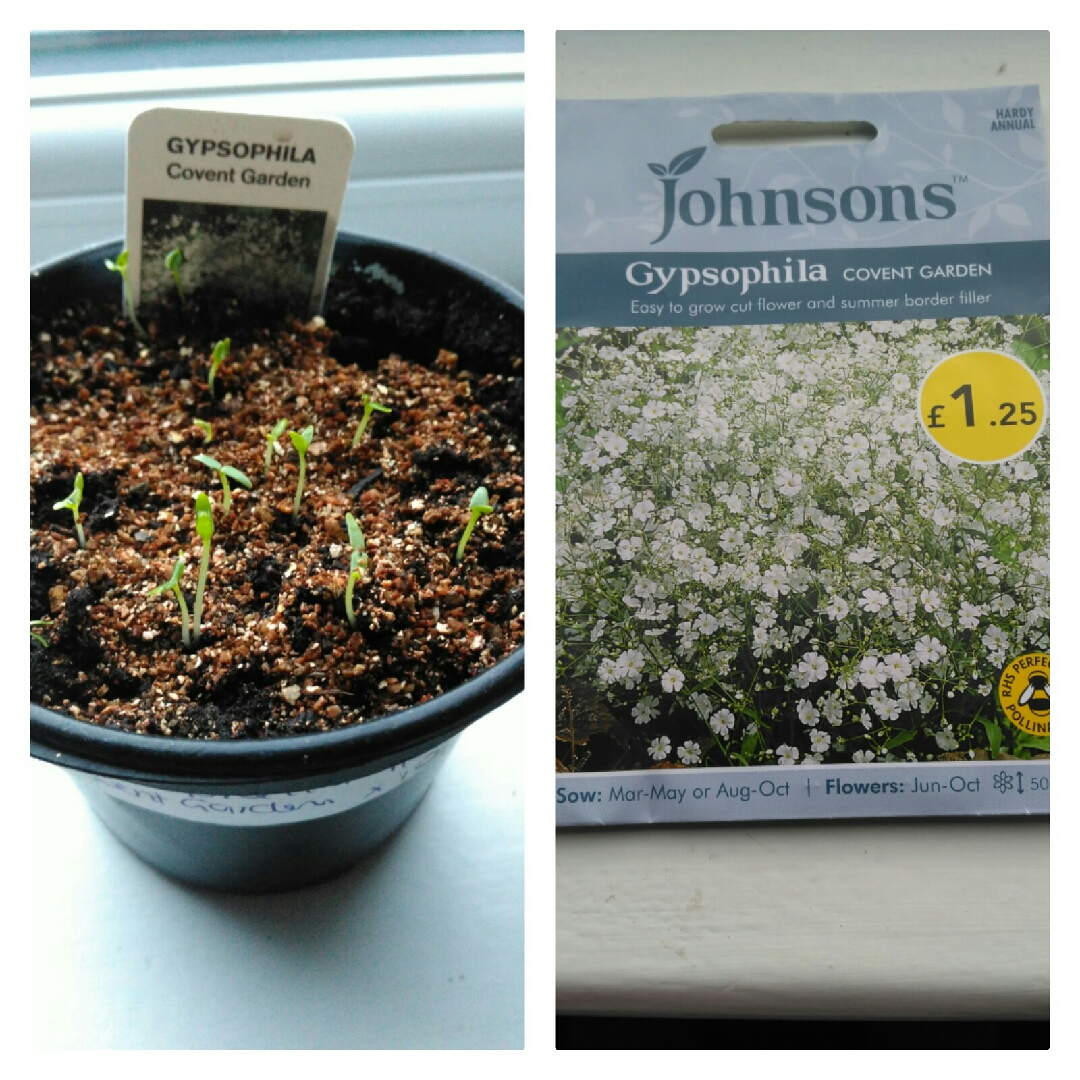 Babys Breath Covent Garden in the GardenTags plant encyclopedia