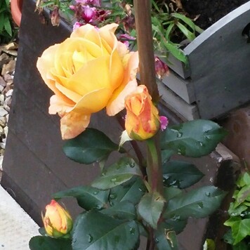 Rosa Whisky Galore in the GardenTags plant encyclopedia Rose Whisky Galore in the GardenTags plant encyclopedia