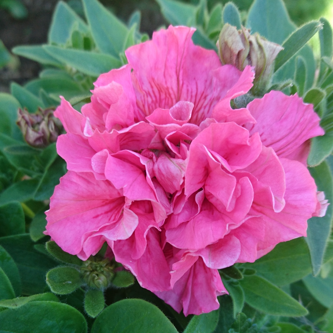 Petunia Double, Trailing Double Petunia in GardenTags plant encyclopedia