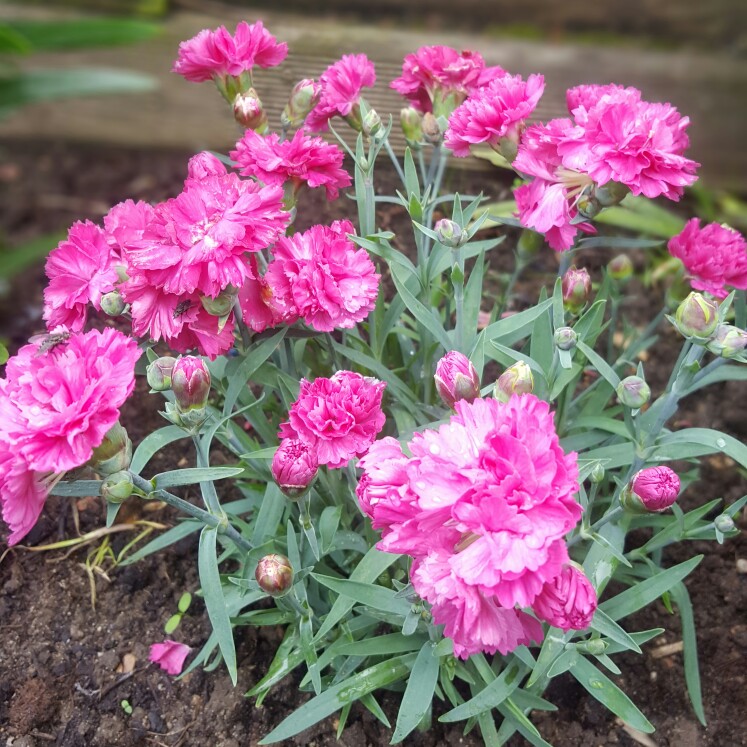 Dianthus Sherbet in the GardenTags plant encyclopedia Pink Sherbet in the GardenTags plant encyclopedia