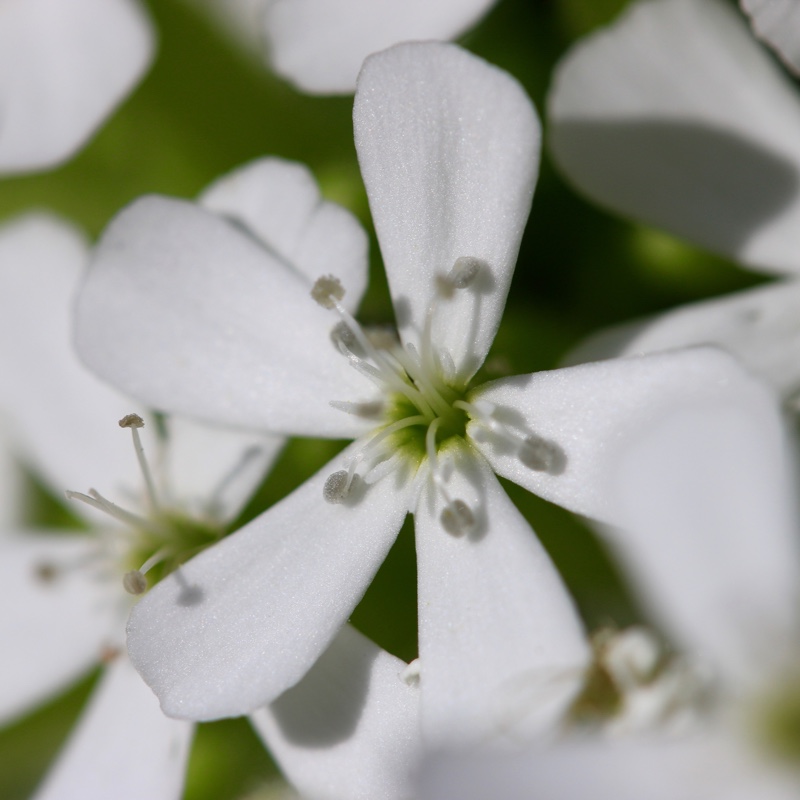 Saponaria ocymoides Snow Tip in the GardenTags plant encyclopedia Tumbling Ted Snow Tip in the GardenTags plant encyclopedia