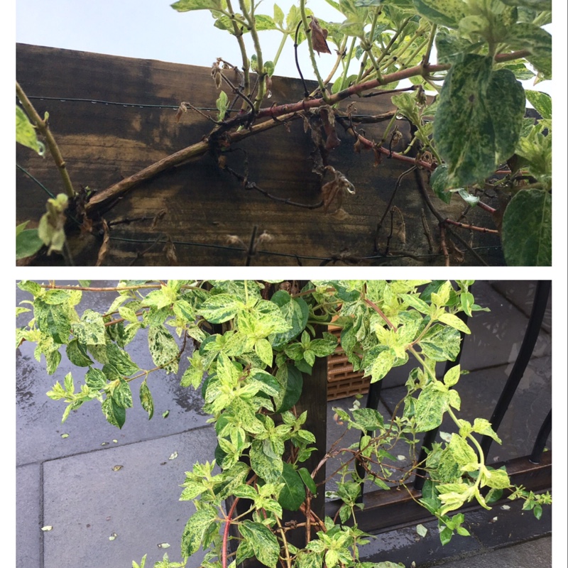 Lonicera japonica Mint Crisp in the GardenTags plant encyclopedia Honeysuckle Mint Crisp in the GardenTags plant encyclopedia