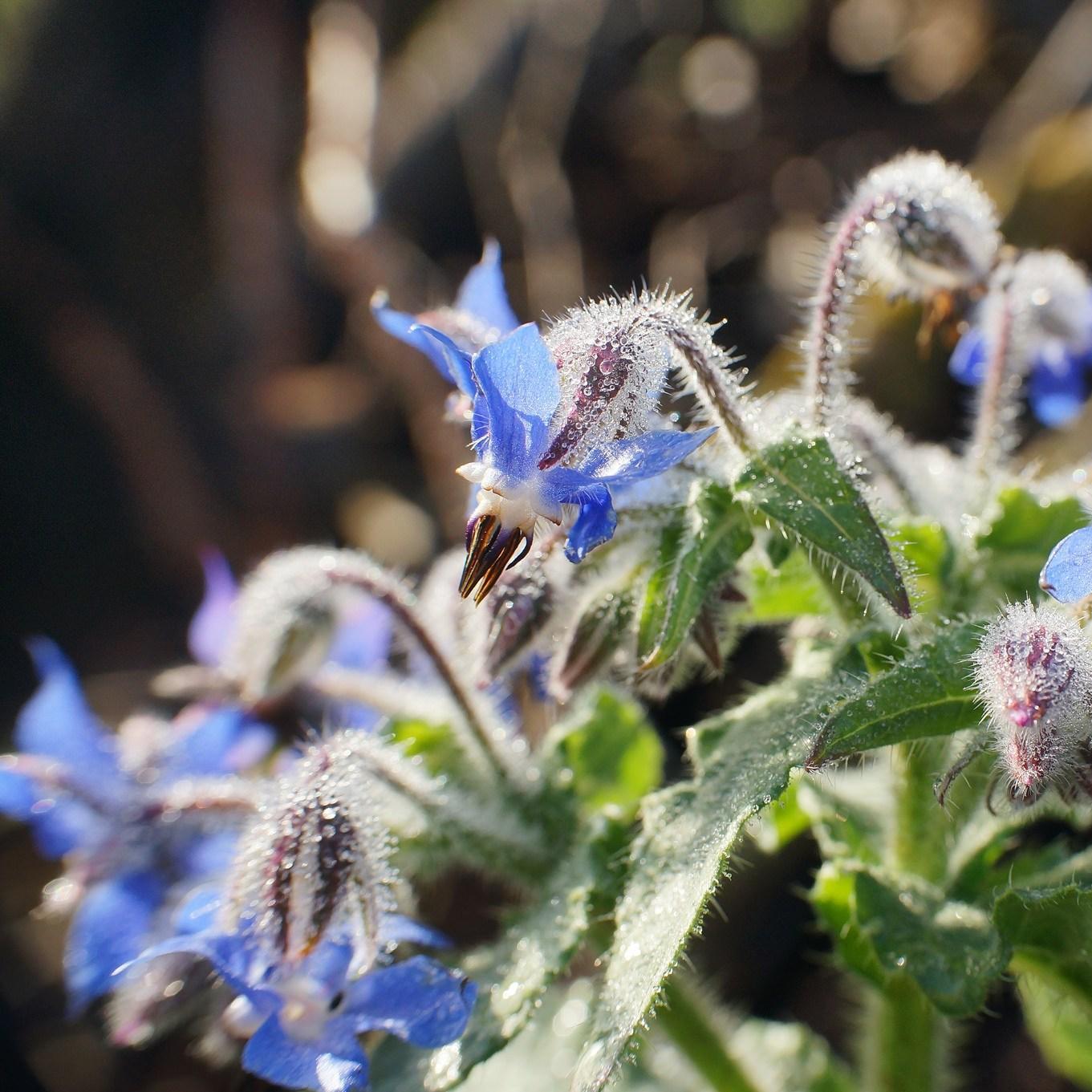 Borago officinalis in the GardenTags plant encyclopedia Common borage in the GardenTags plant encyclopedia