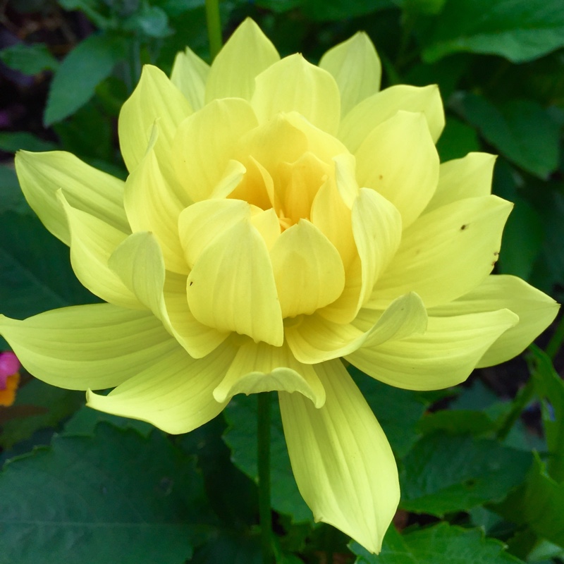 Dahlia Dahlinova Hypnotica Yellow (Bedding) in the GardenTags plant encyclopedia