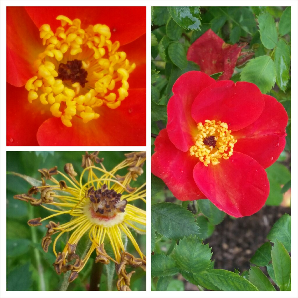 Rosa foetida bicolour in the GardenTags plant encyclopedia Rose foetida bicolour in the GardenTags plant encyclopedia