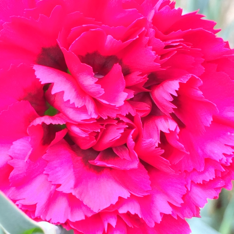 Dianthus Waterloo Sunset in the GardenTags plant encyclopedia Pink Waterloo Sunset in the GardenTags plant encyclopedia