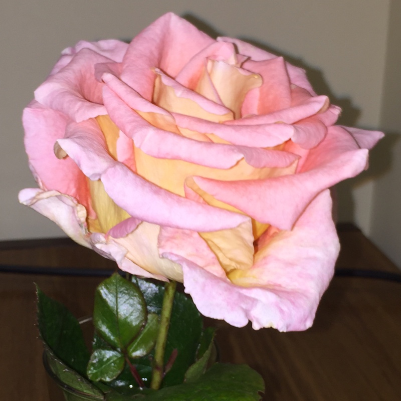Rosa Inspiration (W.I. Centenary Rose) in the GardenTags plant encyclopedia Hybrid Tea Rose Inspiration in the GardenTags plant encyclopedia