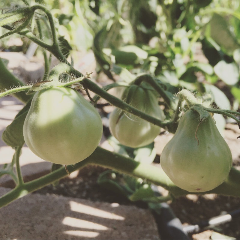 Solanum Lycopersicum Japanese Black Trifele in the GardenTags plant encyclopedia Tomato Japanese Black Trifele in the GardenTags plant encyclopedia
