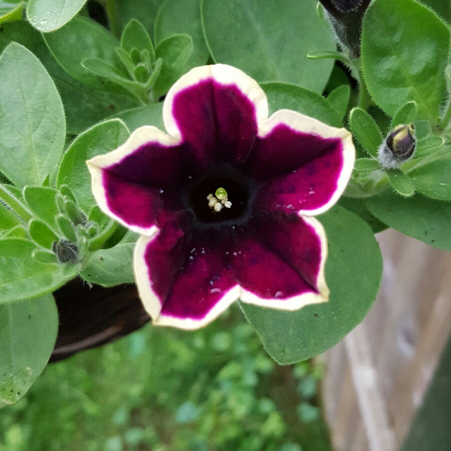 Petunia Pegasus Velvet Picotee in the GardenTags plant encyclopedia Petunia Pegasus Velvet Picotee in the GardenTags plant encyclopedia