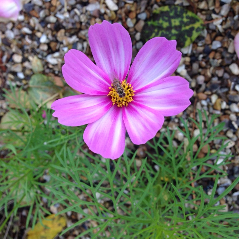 Cosmos Bipinnatus Talina in the GardenTags plant encyclopedia Cosmea Talina in the GardenTags plant encyclopedia
