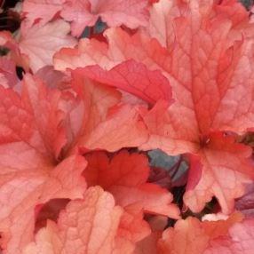 Heuchera September Morn in the GardenTags plant encyclopedia Alumroot September Morn in the GardenTags plant encyclopedia
