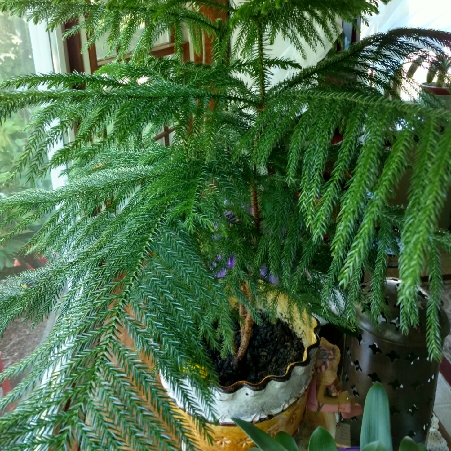 Norfolk Island Pine in the GardenTags plant encyclopedia