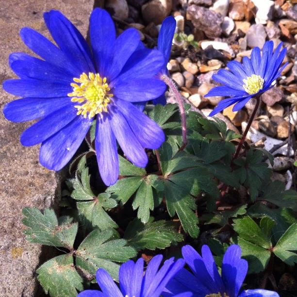 Anemone blanda Blue Shades in the GardenTags plant encyclopedia Winter Windflower Blue Shades in the GardenTags plant encyclopedia