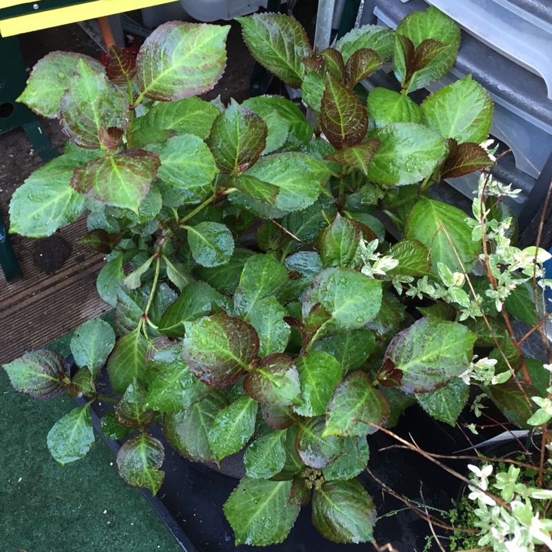 Hydrangea macrophylla Sandra in the GardenTags plant encyclopedia Hydrangea Sandra in the GardenTags plant encyclopedia