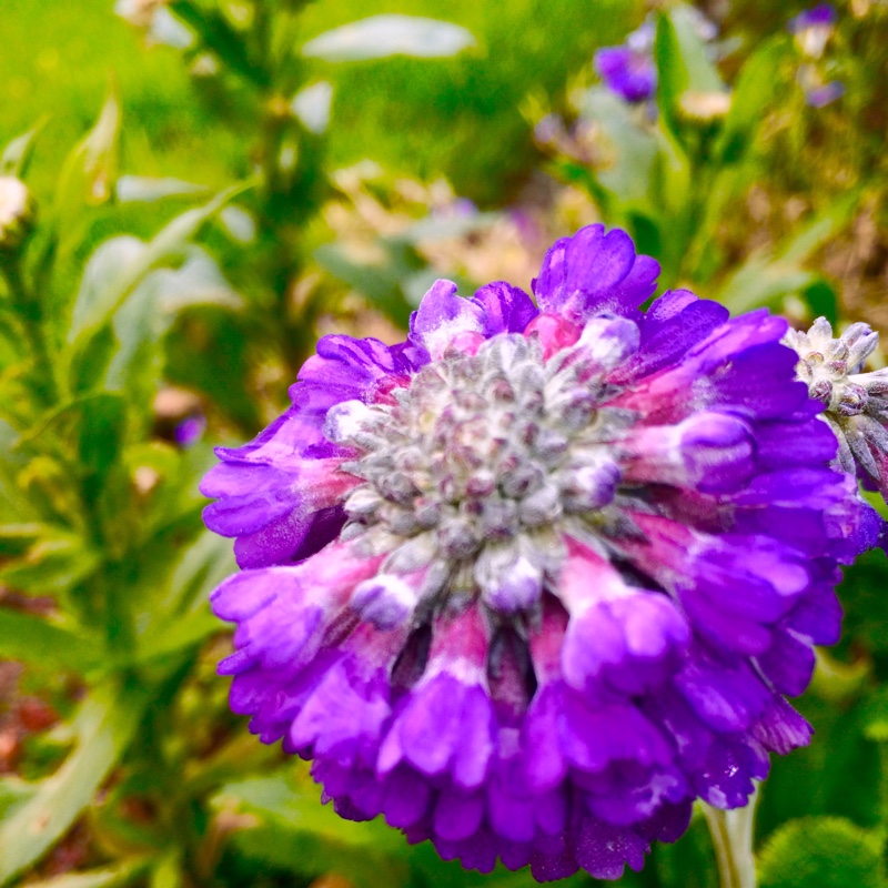 Primula capitata Noverna Deep Blue in the GardenTags plant encyclopedia Primrose Noverna Deep Blue in the GardenTags plant encyclopedia