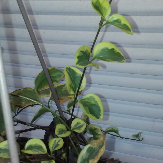 Vinca herbacea in the GardenTags plant encyclopedia Vinca Vine in the GardenTags plant encyclopedia