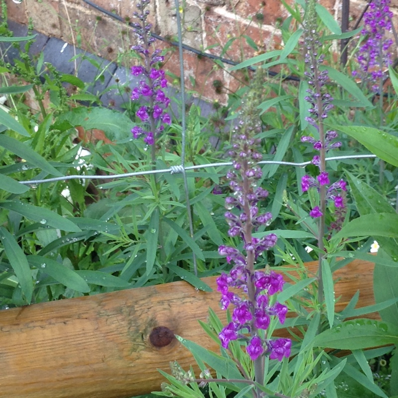 Linaria purpurea in the GardenTags plant encyclopedia Purple Toadflax in the GardenTags plant encyclopedia