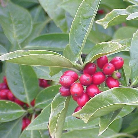 Aucuba japonica in the GardenTags plant encyclopedia Japanese Laurel in the GardenTags plant encyclopedia