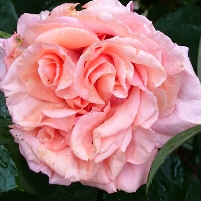 Rosa Fragrant Delight in the GardenTags plant encyclopedia Floribunda Rose Fragrant Delight in the GardenTags plant encyclopedia
