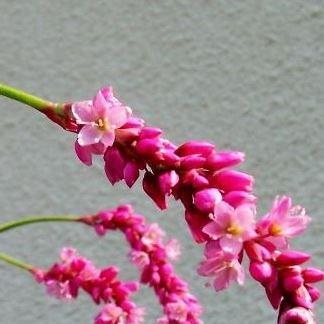 Persicaria in the GardenTags plant encyclopedia Persicaria in the GardenTags plant encyclopedia
