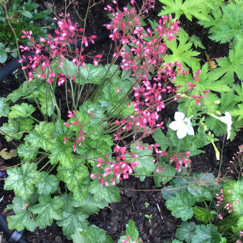 Heuchera Apple Crisp in the GardenTags plant encyclopedia Alumroot Apple Crisp in the GardenTags plant encyclopedia