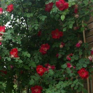 Rosa moyesii Sealing Wax in the GardenTags plant encyclopedia Rose Sealing Wax in the GardenTags plant encyclopedia