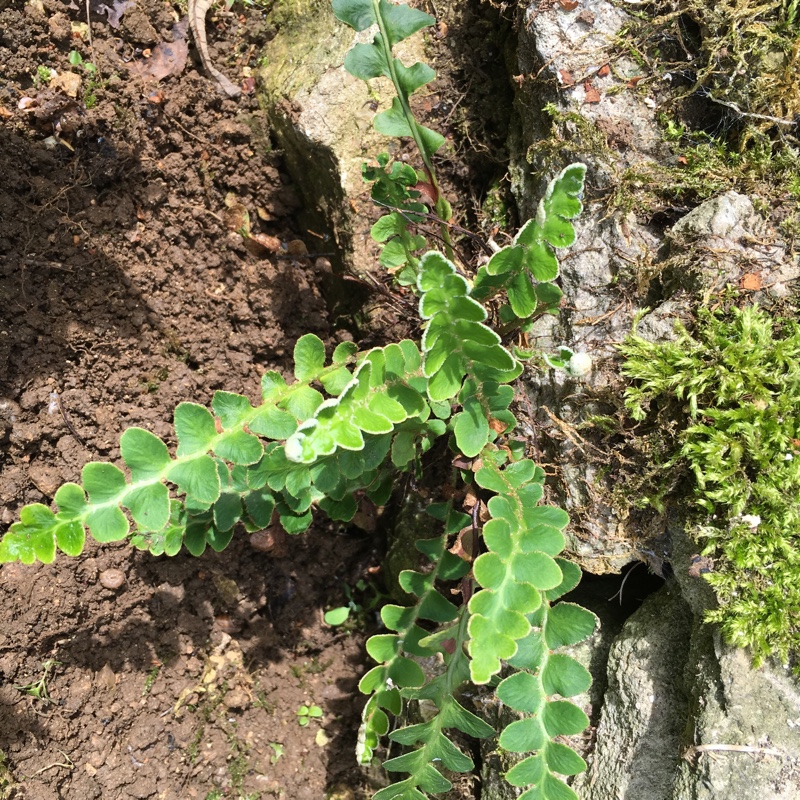 Asplenium ceterach syn. Ceterach officinarum in the GardenTags plant encyclopedia Rustyback Fern in the GardenTags plant encyclopedia