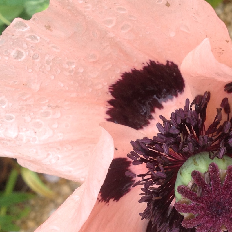 Papaver orientale Queen Alexandra syn. Papaver orientale Königin Alexandra in the GardenTags plant encyclopedia Oriental Poppy Königin Alexandra in the GardenTags plant encyclopedia