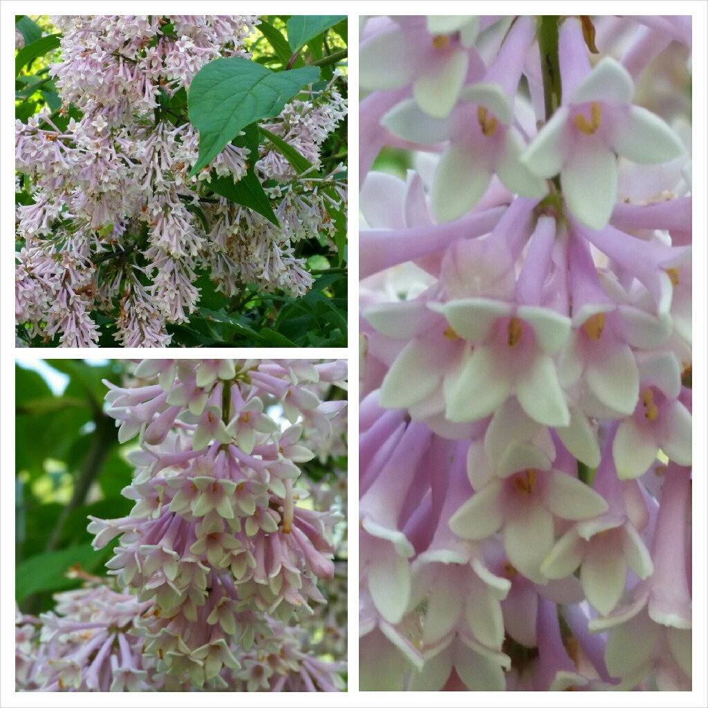 Syringa x josiflexa Bellicent in the GardenTags plant encyclopedia Lilac Bellicent in the GardenTags plant encyclopedia