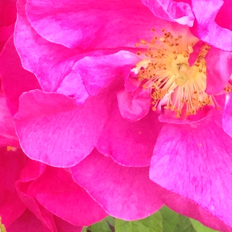 Rosa gallica Officinalis in the GardenTags plant encyclopedia The Apothecary Rose in the GardenTags plant encyclopedia