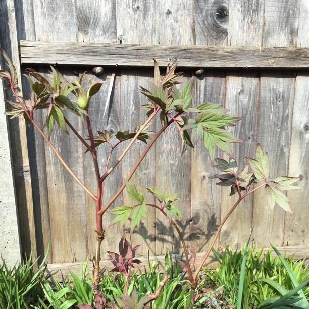 Paeonia x suffruticosa Kokuryu-nishiki syn. Paeonia x suffruticosa Black Dragon Brocade in the GardenTags plant encyclopedia Tree Peony Black Dragon Brocade in the GardenTags plant encyclopedia