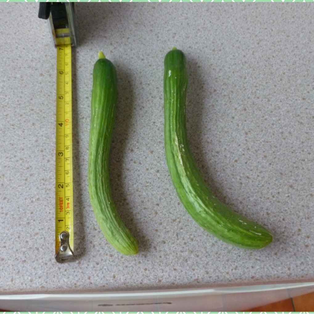 Cucumis Sativus Telepathy in the GardenTags plant encyclopedia Cucumber Telepathy in the GardenTags plant encyclopedia