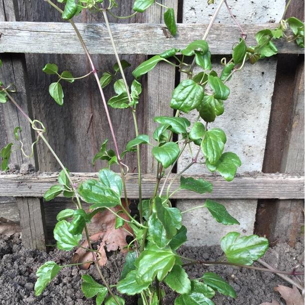 Clematis Wisley Cream in the GardenTags plant encyclopedia