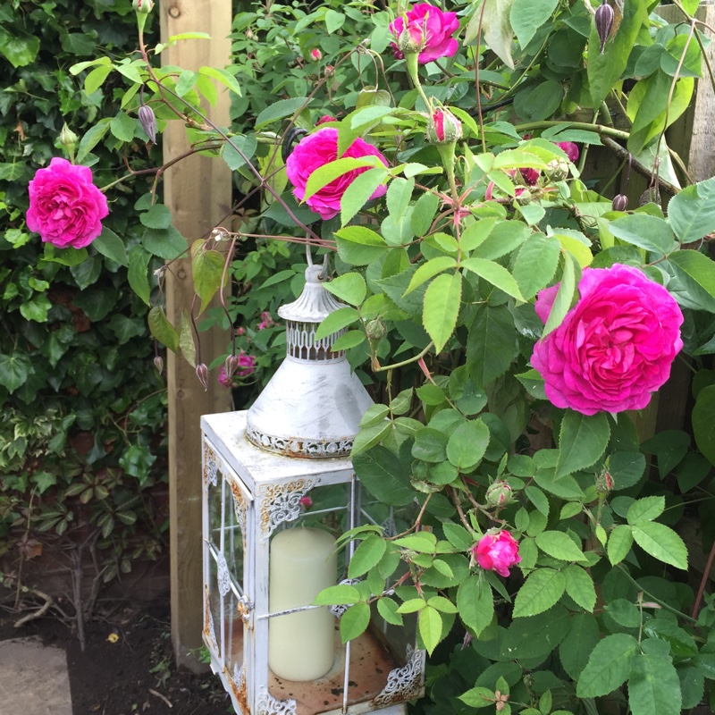 Rosa Reine des Violettes syn. Rosa Queen of the Violets in the GardenTags plant encyclopedia Rose Reine des Violettes (Hybrid Perpetual) in the GardenTags plant encyclopedia