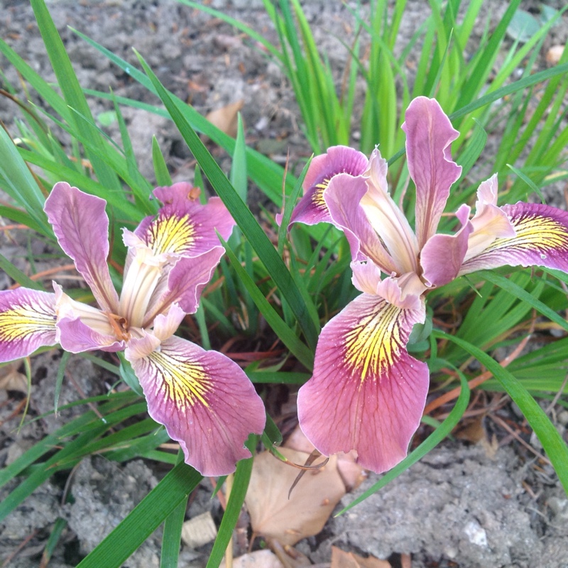 Iris Californicae Broadleigh Rose in the GardenTags plant encyclopedia Dwarf Pacific Coast Iris Broadleigh Rose in the GardenTags plant encyclopedia