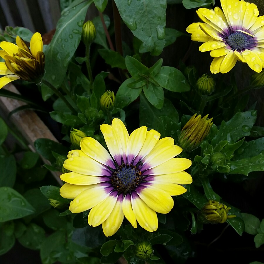 Osteospermum Serenity Blue Eyed Beauty in the GardenTags plant encyclopedia African Daisy Serenity Blue Eyed Beauty in the GardenTags plant encyclopedia