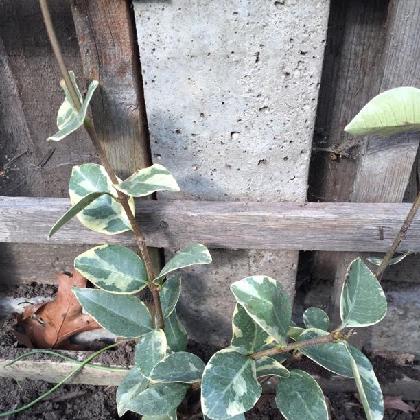 Trachelospermum jasminoides Variegatum in the GardenTags plant encyclopedia Star Jasmine Variegatum in the GardenTags plant encyclopedia