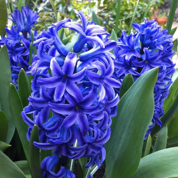 Hyacinth Blue Jacket in the GardenTags plant encyclopedia