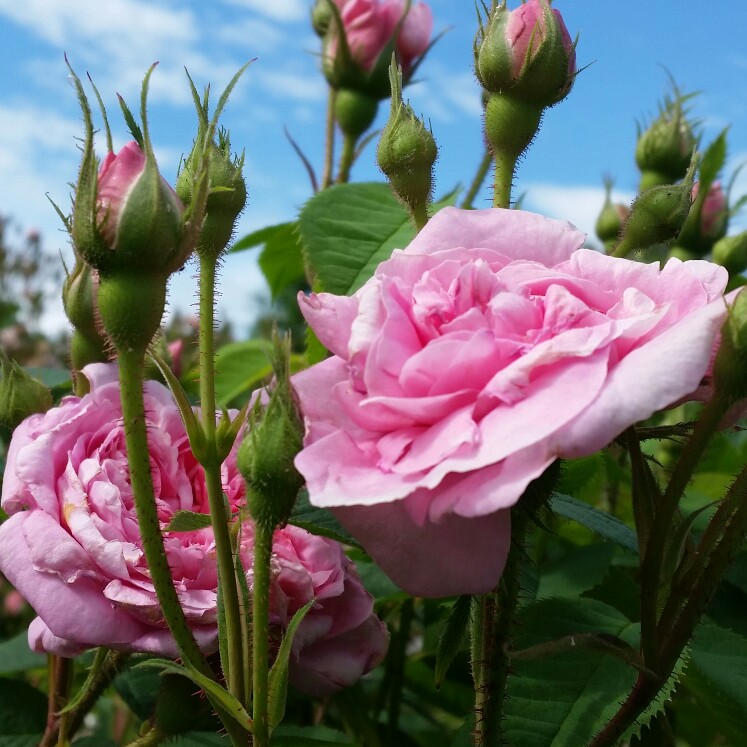 Rosa Königin von Dänemark in the GardenTags plant encyclopedia Old Rose Königin von Dänemark in the GardenTags plant encyclopedia