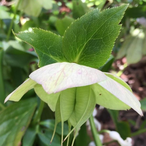 Helleborus dumetorum in the GardenTags plant encyclopedia Hellebore (Species) Helleborus dumetorum in the GardenTags plant encyclopedia