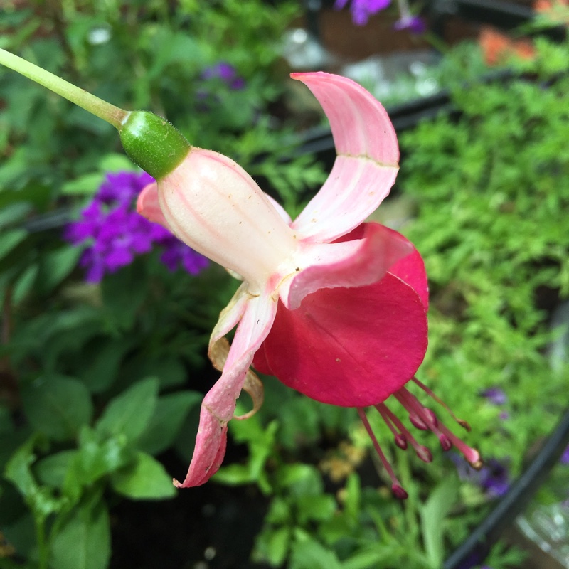 Fuchsia La Campanella in the GardenTags plant encyclopedia Fuchsia La Campanella in the GardenTags plant encyclopedia