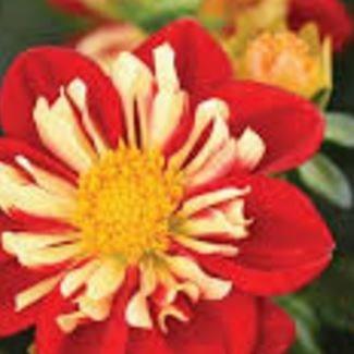 Dahlia Star Sister in the GardenTags plant encyclopedia Dahlia Star Sister in the GardenTags plant encyclopedia