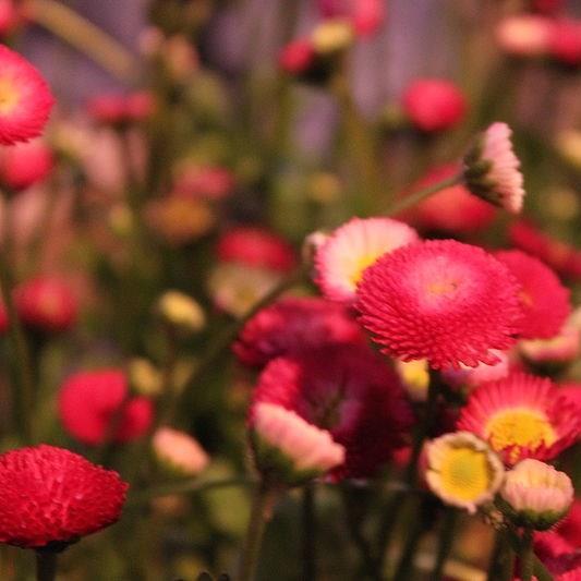 Bellis perennis Pomponette Red in the GardenTags plant encyclopedia Daisy Pomponette Red in the GardenTags plant encyclopedia