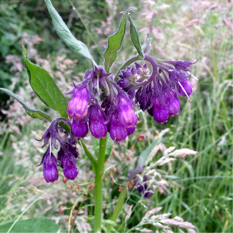 Symphytum x uplandicum Moorland Heather in the GardenTags plant encyclopedia Russian Comfrey Moorland Heather in the GardenTags plant encyclopedia