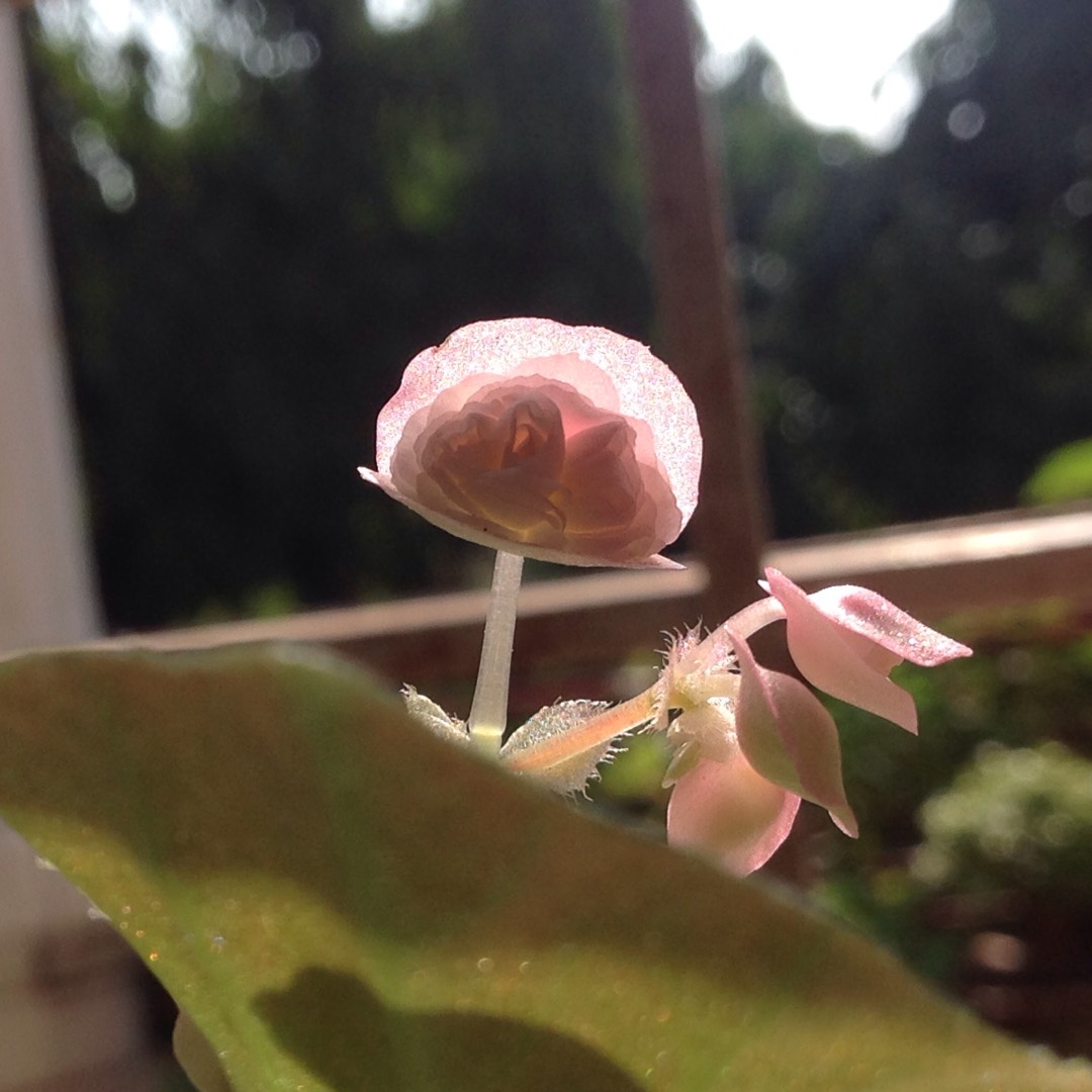 Wax Begonia Whopper Series in the GardenTags plant encyclopedia