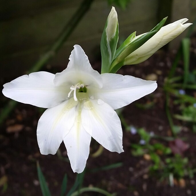 Gladiolus x colvillii Albus syn. Gladiolus x colvillei Nana Alba in the GardenTags plant encyclopedia Gladioli Albus (Colvillii) in the GardenTags plant encyclopedia