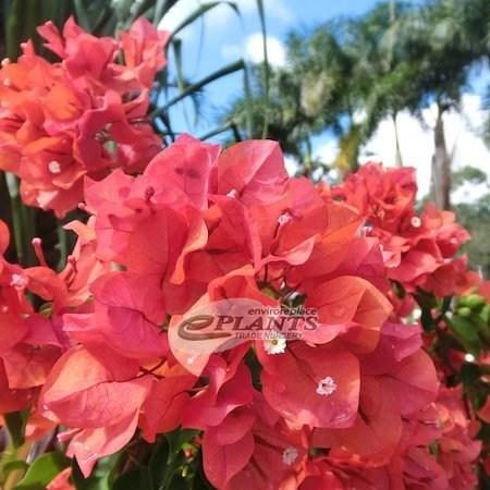 Bougainvillea Glowing Sunset in the GardenTags plant encyclopedia Bougainvillea Glowing Sunset in the GardenTags plant encyclopedia