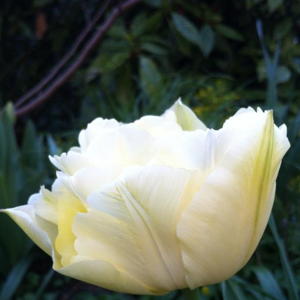 Tulipa Verona in the GardenTags plant encyclopedia Tulip Verona (Double Early) in the GardenTags plant encyclopedia